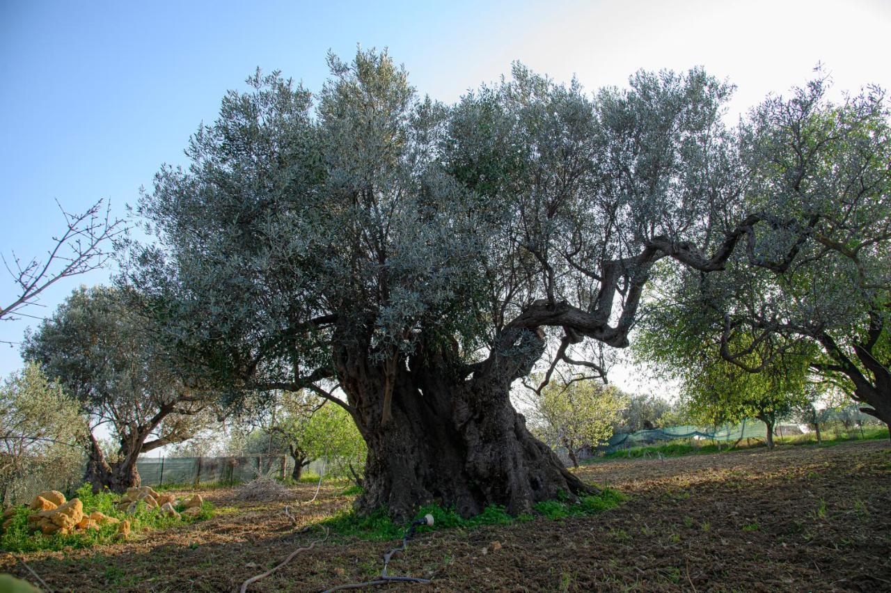 Villa Caterina Agrigento Dış mekan fotoğraf